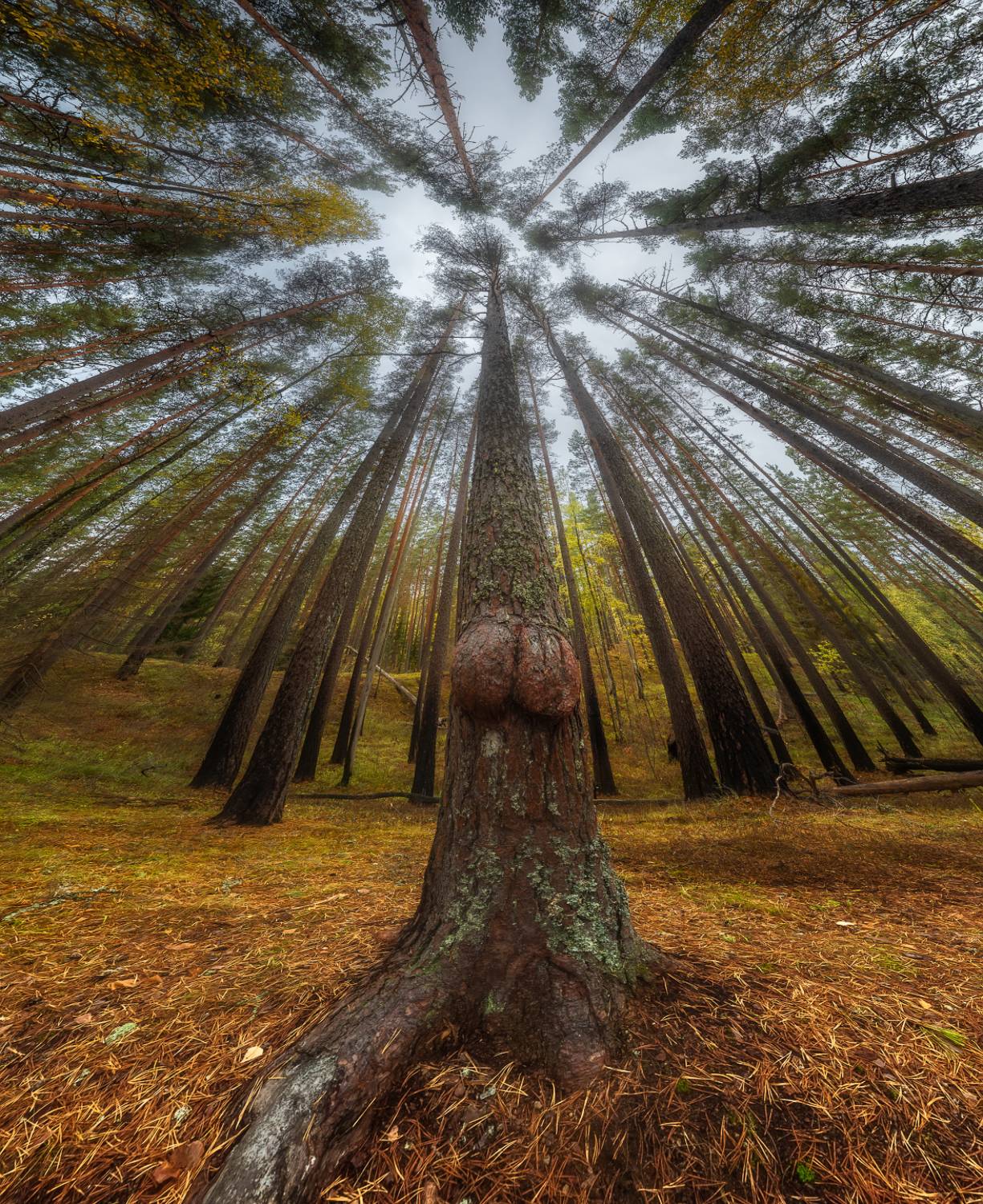 лес, осень, ленобласть, Марголин Алексей
