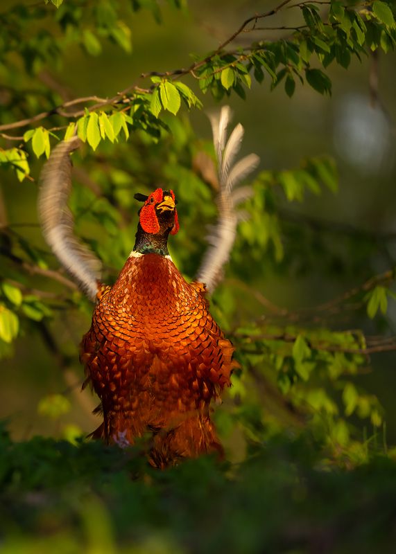 Pheasant фото превью