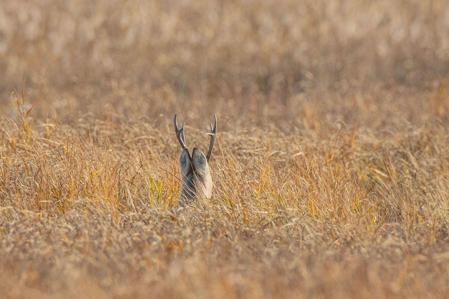 , артем федоров