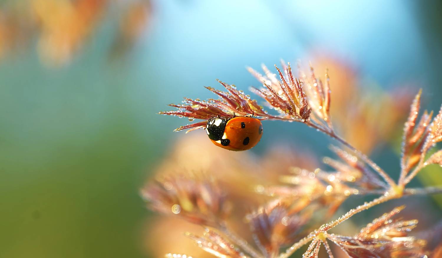 макро., sasha yudin