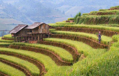 Му Кан Чай / Mu Cang Chai