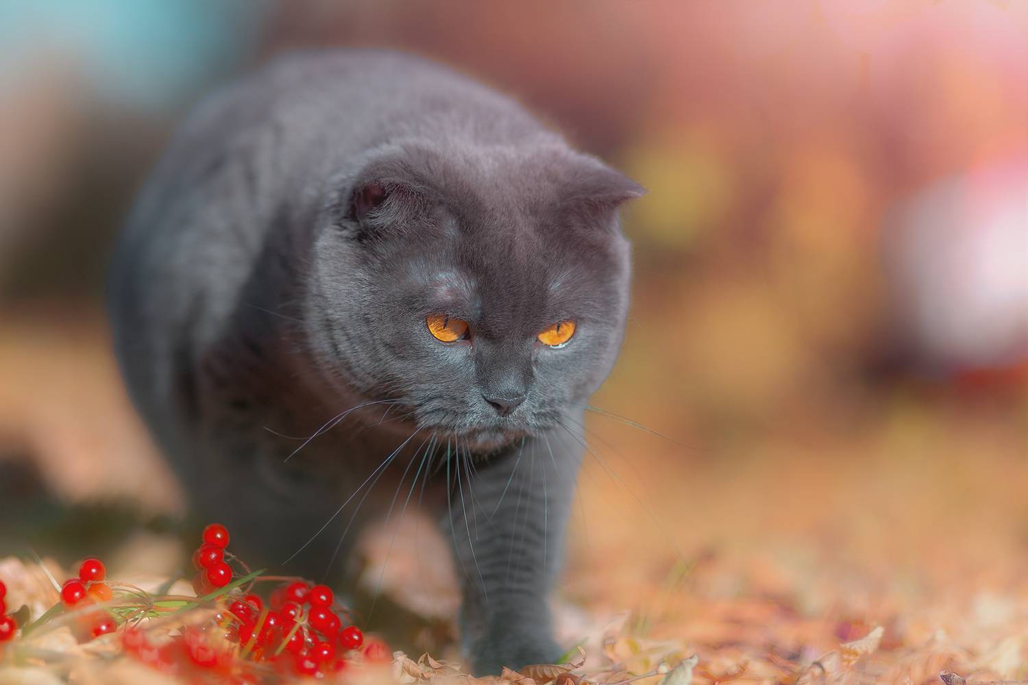 кошки природа животные осень деревня, Холудеев Виктор