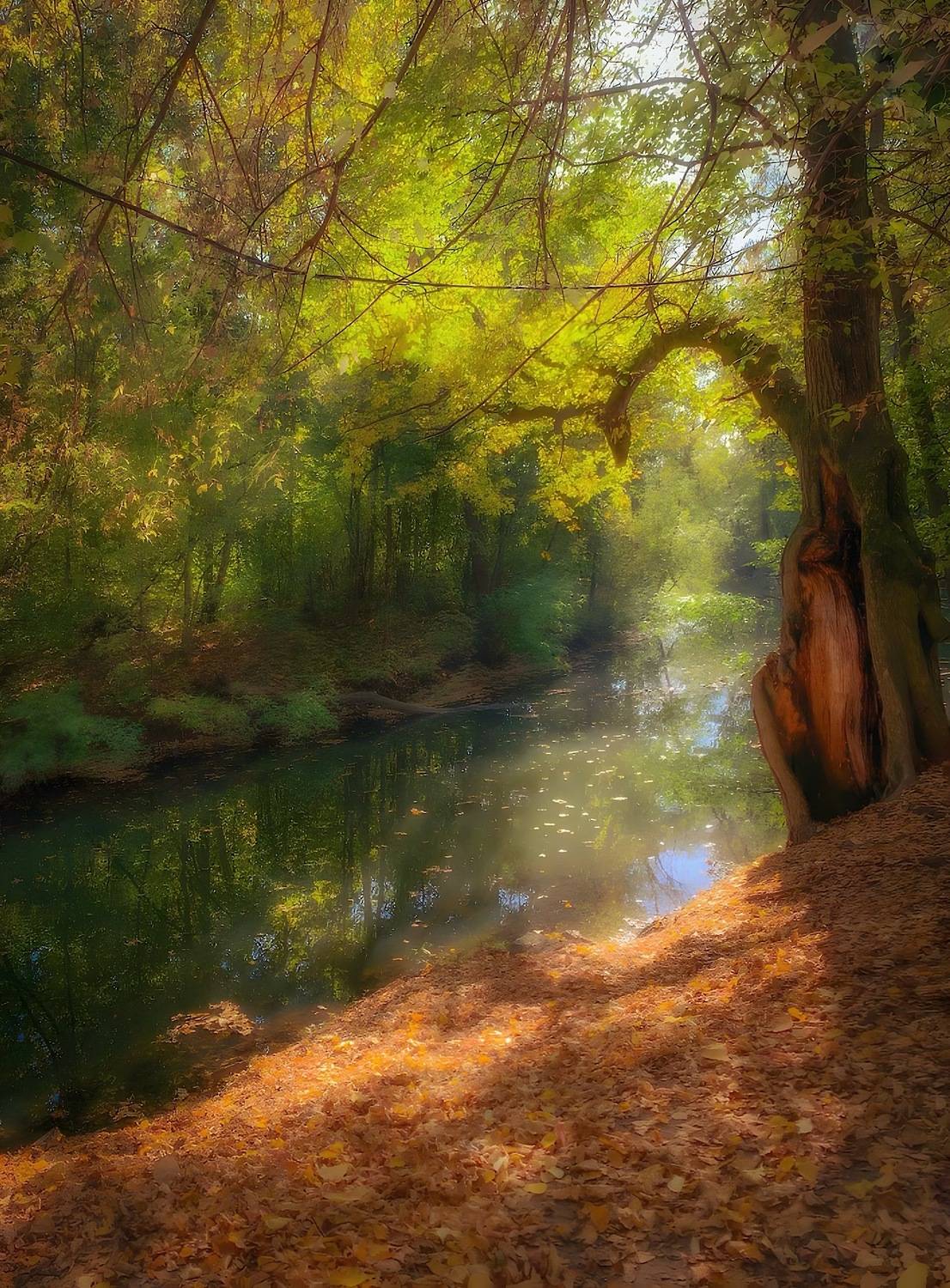пейзаж, landscape, nature, природа, осень, autumn, золотаяосень, goldatum, лес, forest, Julia Kaissa