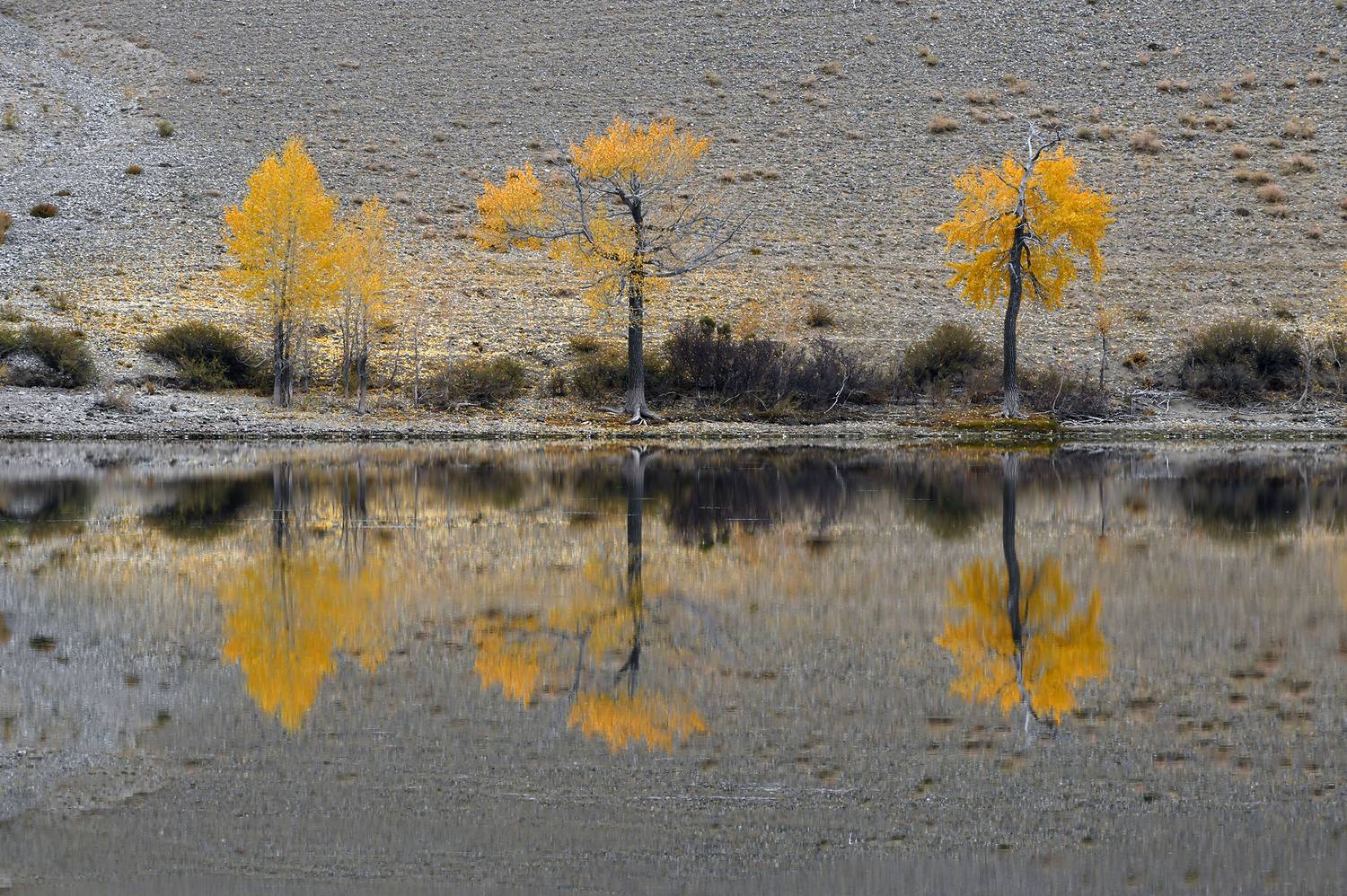 , Светлана Крат