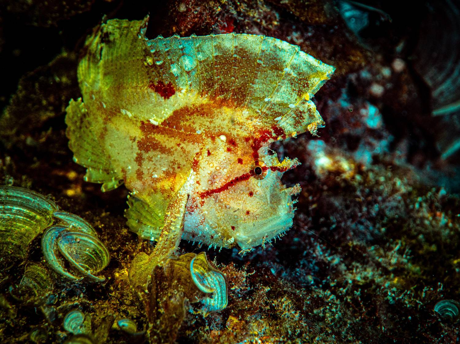 Golden Leaf. Автор: Alexander Plakida , Alexander Plakida