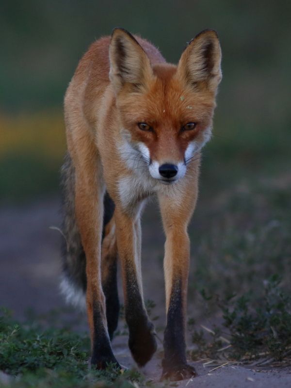 животные, природа, дикая природа, млекопитающие, звери, лиса, лисица, анималистика Познакомимся поближе?.. фото превью