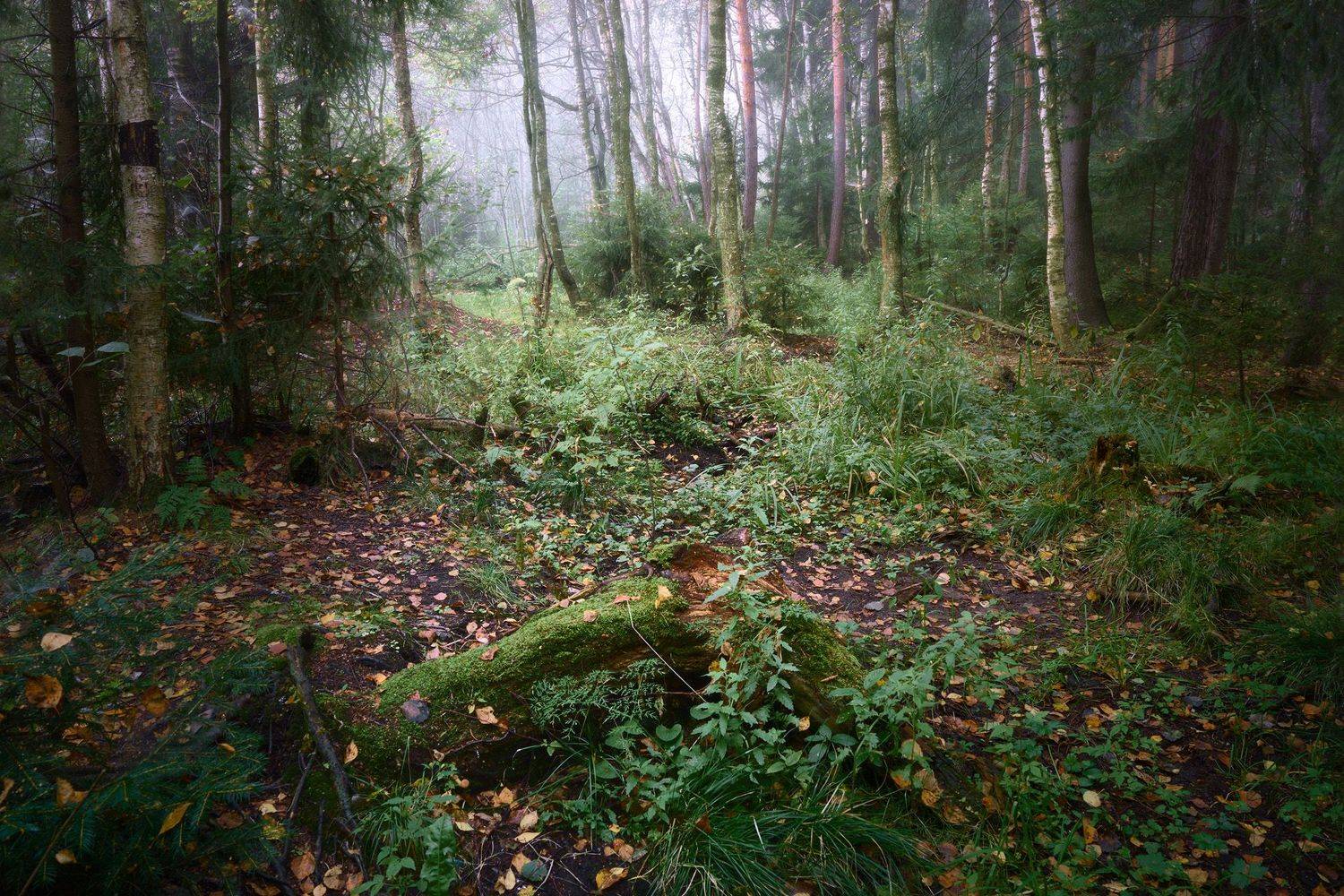 лес, осень, деревья, пейзаж, Валерий Вождаев