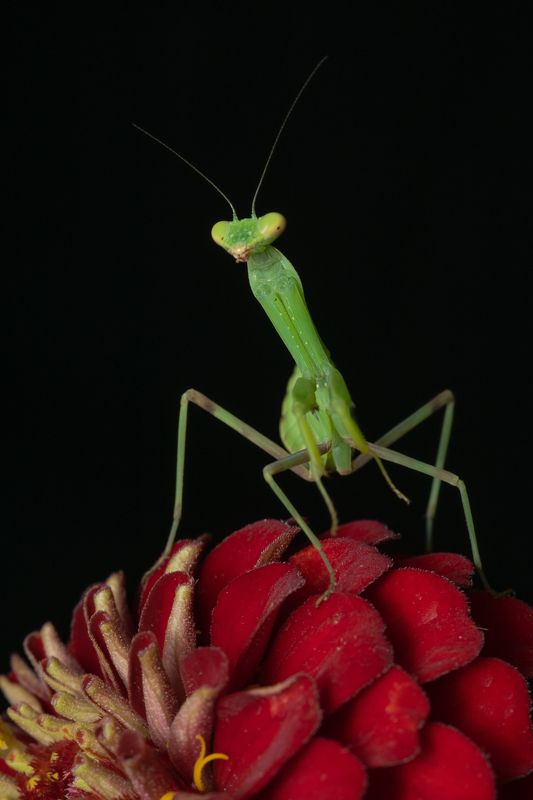 макро,богомол,ставрополь,вега11у Богомол религиозный (лат. Mantis religiosa) фото превью