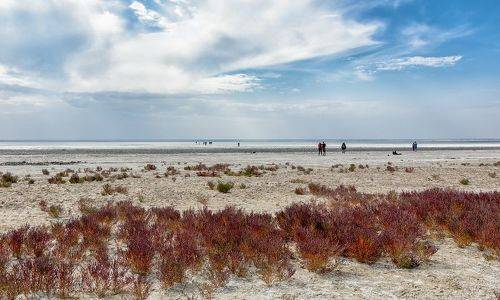 Солёный берег.