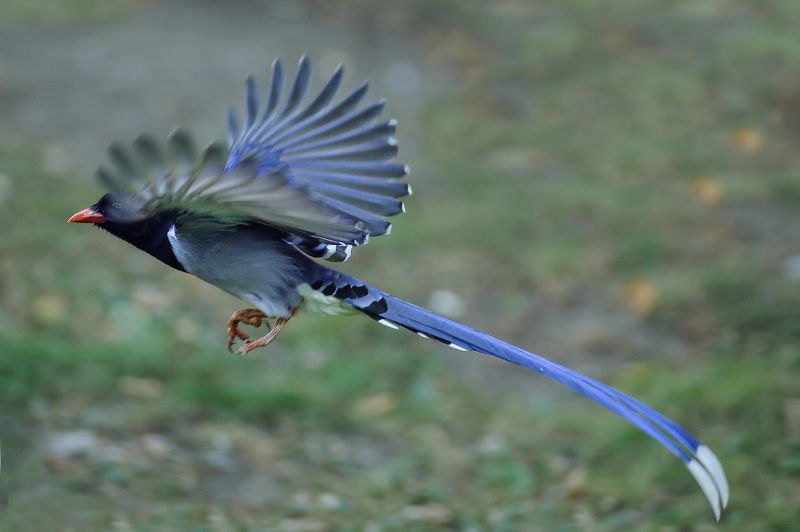 Pirolle à bec rouge фото превью