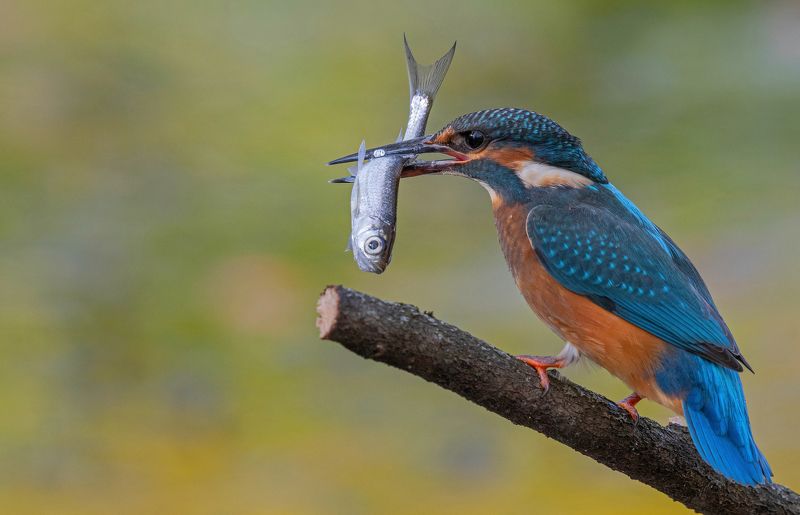 птица, птенцы, зимородок, лето, весна, зима, фотоохота, рыба, рыбалка Поймал фото превью