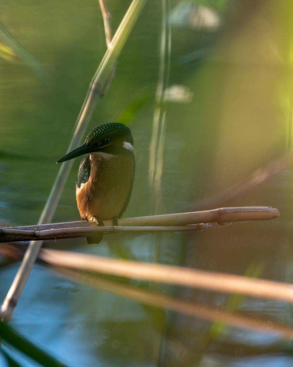 , Алексей Рыльский