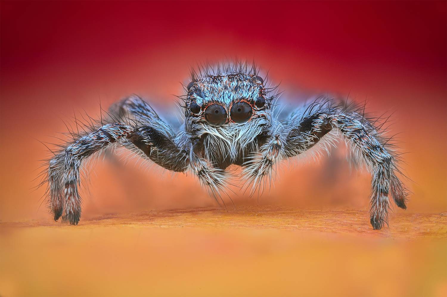 ceclii, macro, Ganev Tsvetan