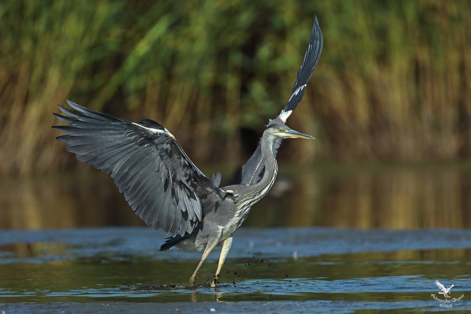 серая цапля., Гусар Александр