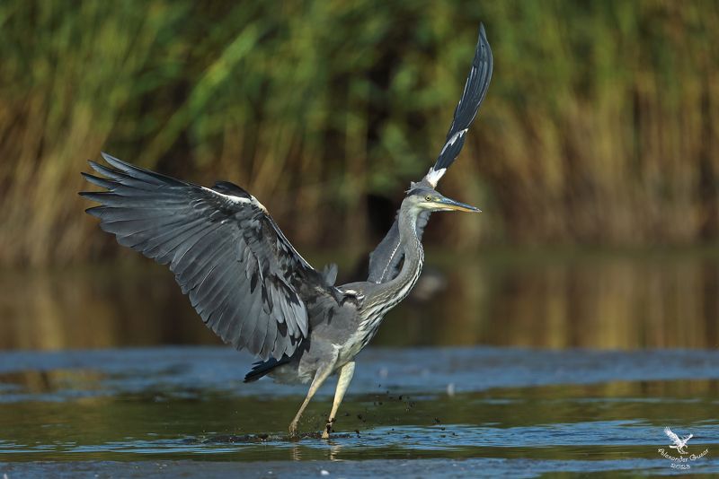 серая цапля. Эх, размахнусь. фото превью