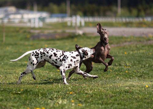 Весёлые догонялки