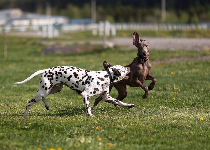 собаки, бег, движение, игры, эмоции, dog\'s, race, movement, emotional Весёлые догонялки фото превью