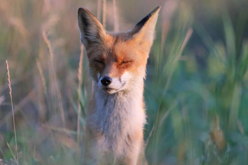 животные, звери, лиса, лисица В траве сидел.... фото превью