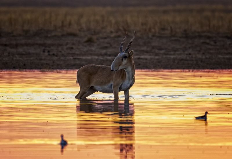 сайгак,заказник, восход солнца. Сайгак на водопое. фото превью