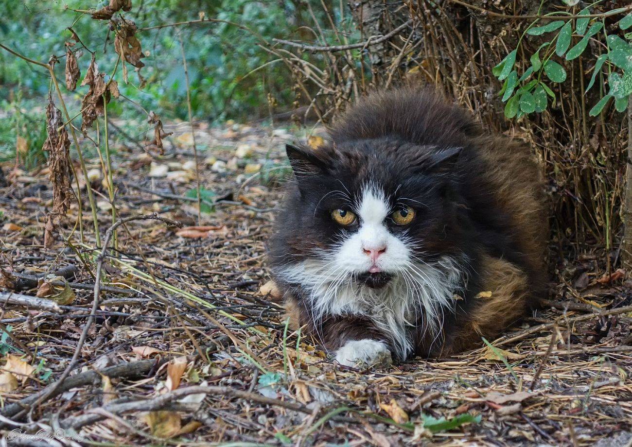 , Орлов Олег