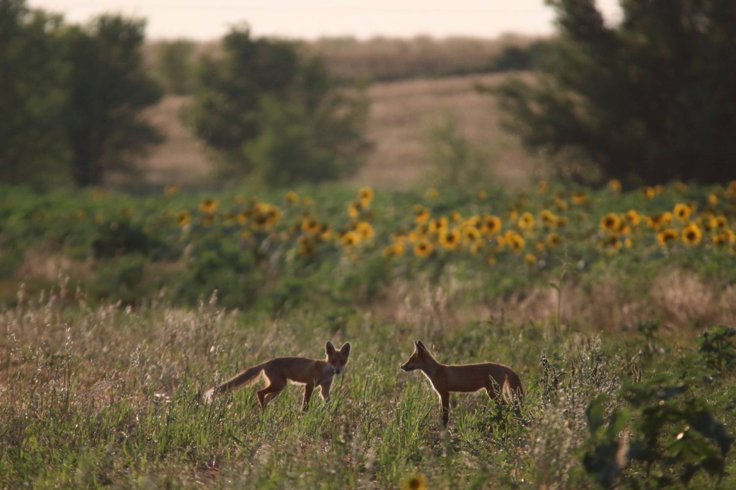 животные, природа, звери, млекопитающие, пейзаж, лисица, лисята, анималистика, самара, Владимир Шебаршенко