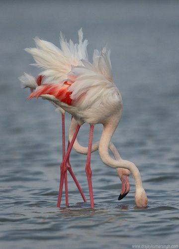 Greater flamingos feeding