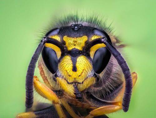 Yellow jacket