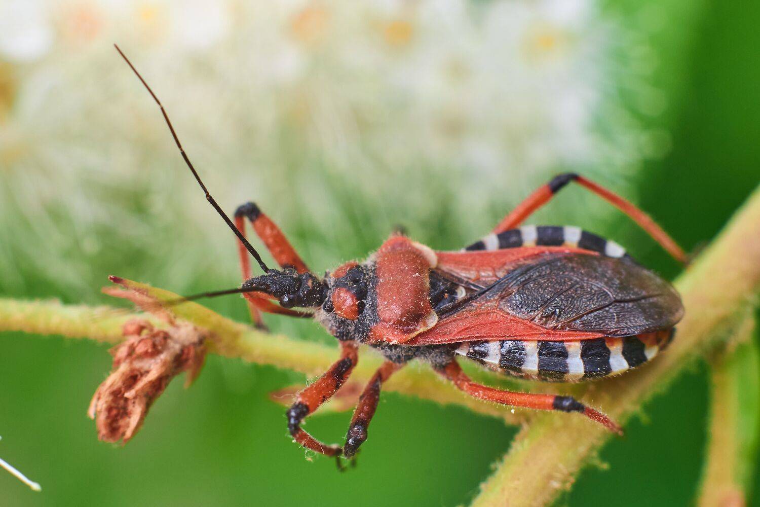 Rhinocoris annulatus, macro, macro photo,, Сторчилов Павел