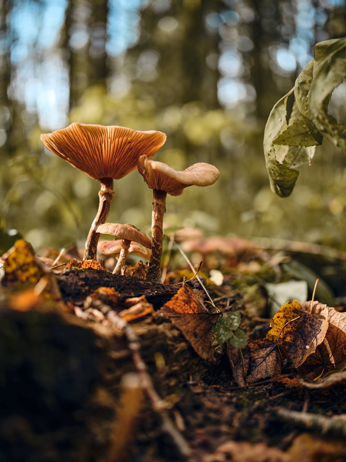 , Дмитрий Дыбов