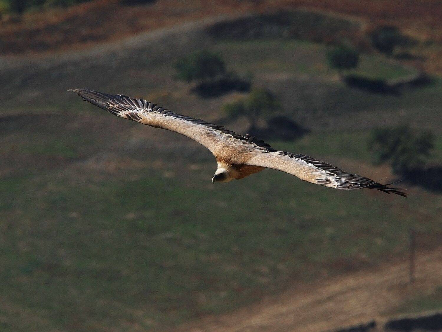 белоголовый сип,гриф,падальщик,горы,дагестан,, Magov Marat
