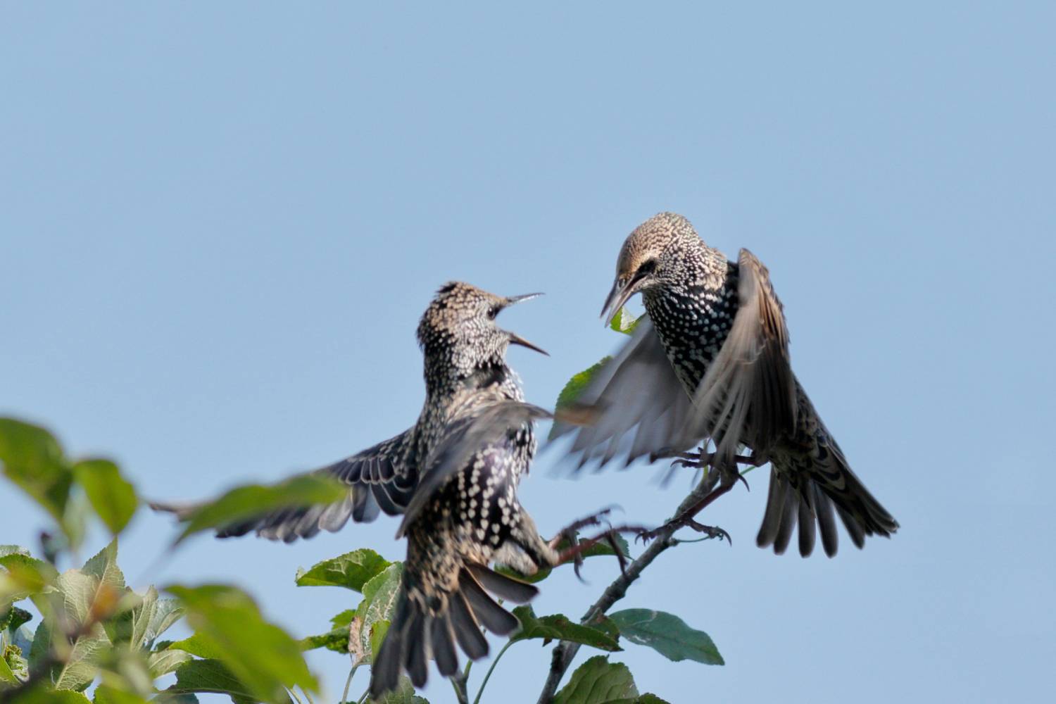 , Славов Георги