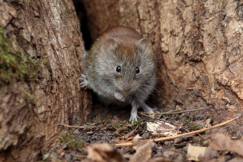 животные, природа, звери, млекопитающие, мыши, полевка, самара Здравствуйте!.. фото превью