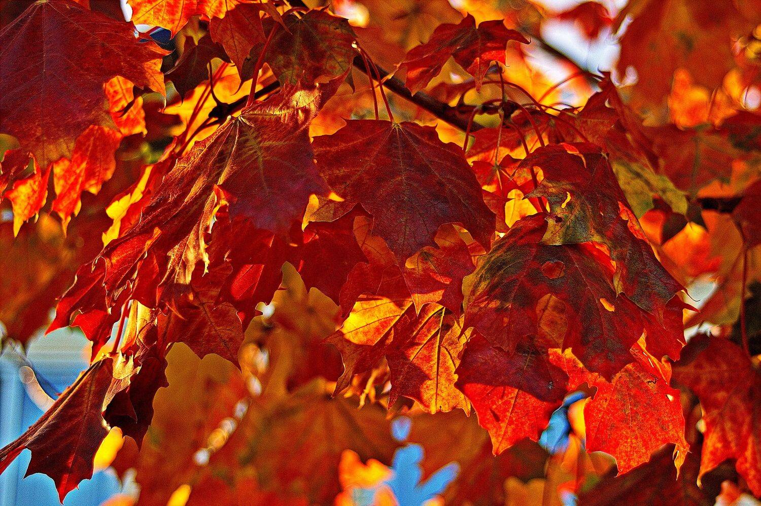 , Николаев Владимир