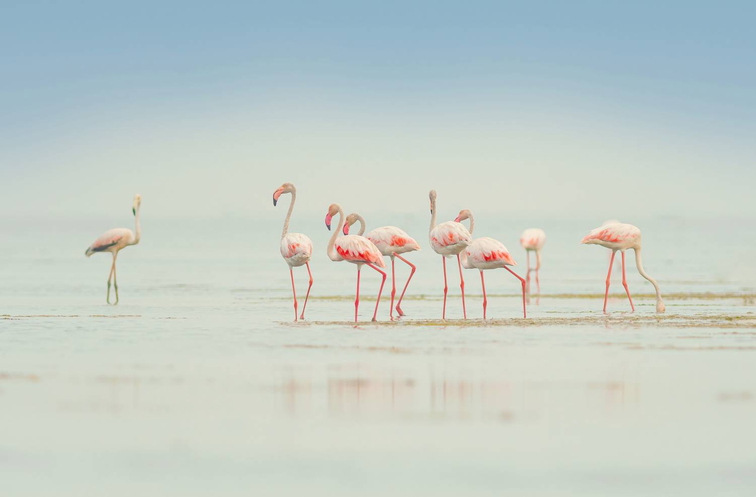 bird,birds,nikon,wild,water,shadows,lake,pond,flowers,swan,colors,nikon,beauty,nature,animals,eyes,egret,songbird,jungle,white,wings,fly, G N RAJA