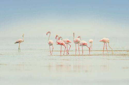 Flamingos