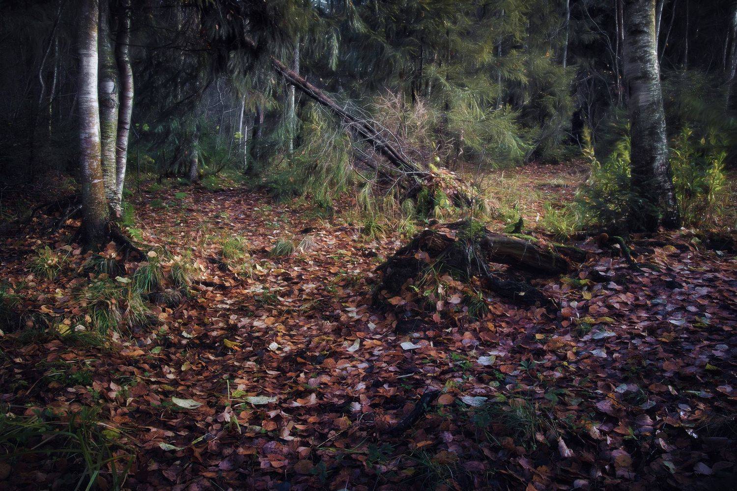лес, осень, деревья, пейзаж, Валерий Вождаев