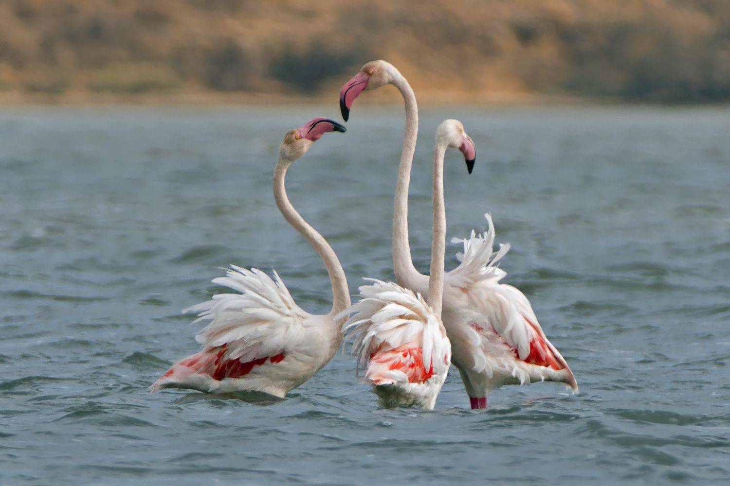 , Евгени Стефанов