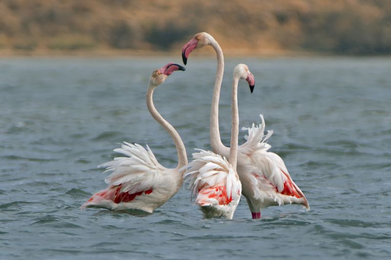 Розовый фламинго фото превью