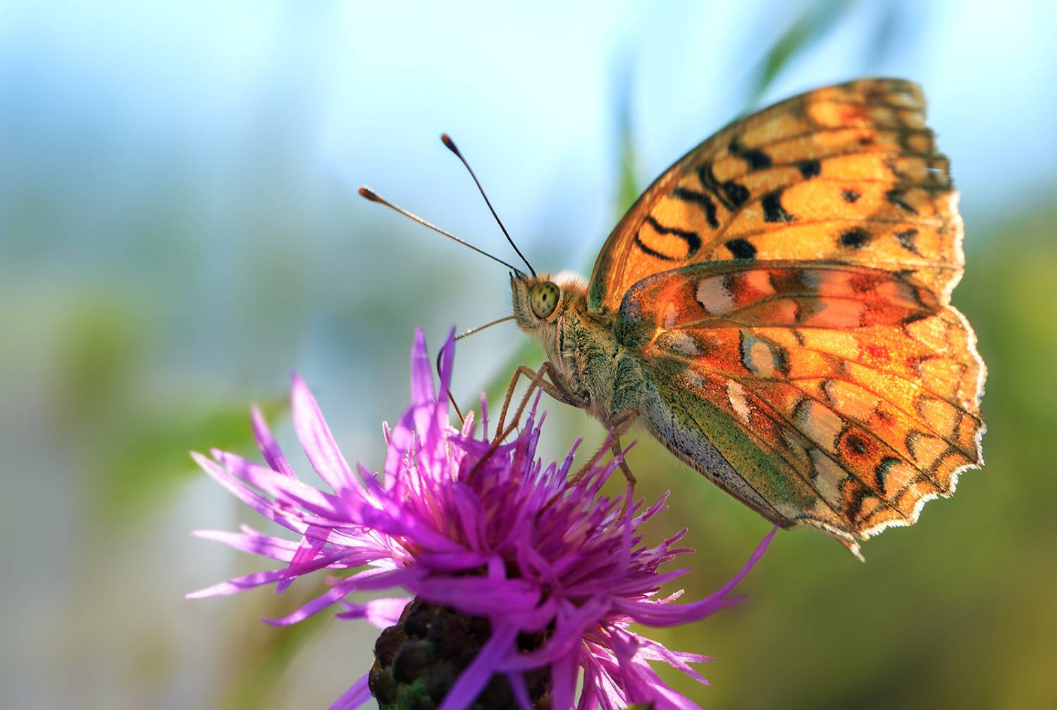 насекомые, нимфалида, перламутровка, красная, адиппа, лето, август, Борис Новиков
