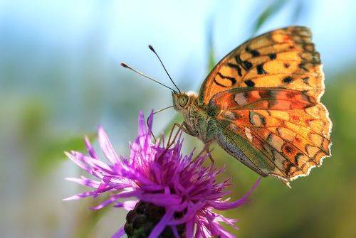 Перламутровка