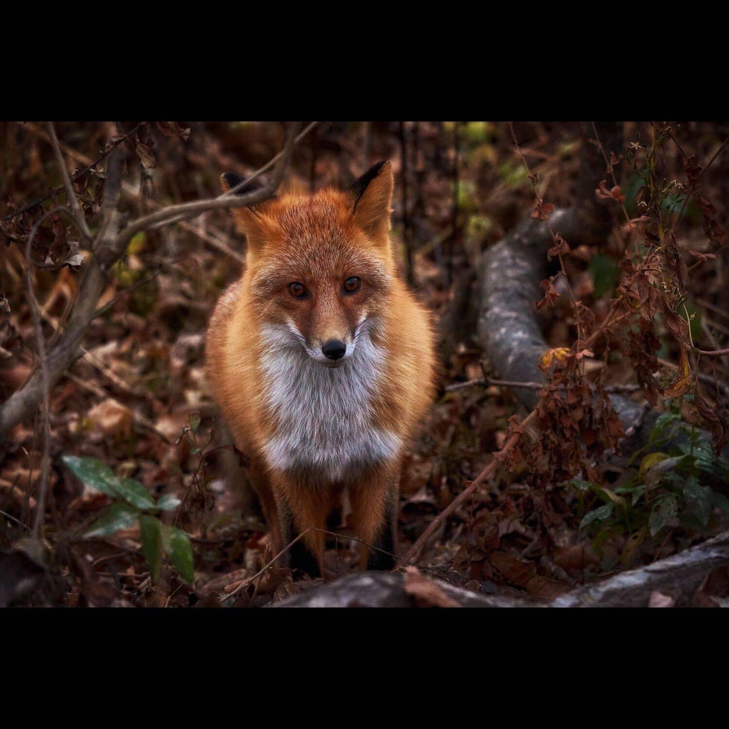 лиса, русский, остров русский, осень, приморье, россия, приморский край, море, японское море, закат, кекур, природа, пейзаж, Ivan A. Godovikov
