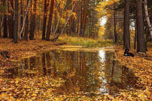Осенний пейзаж