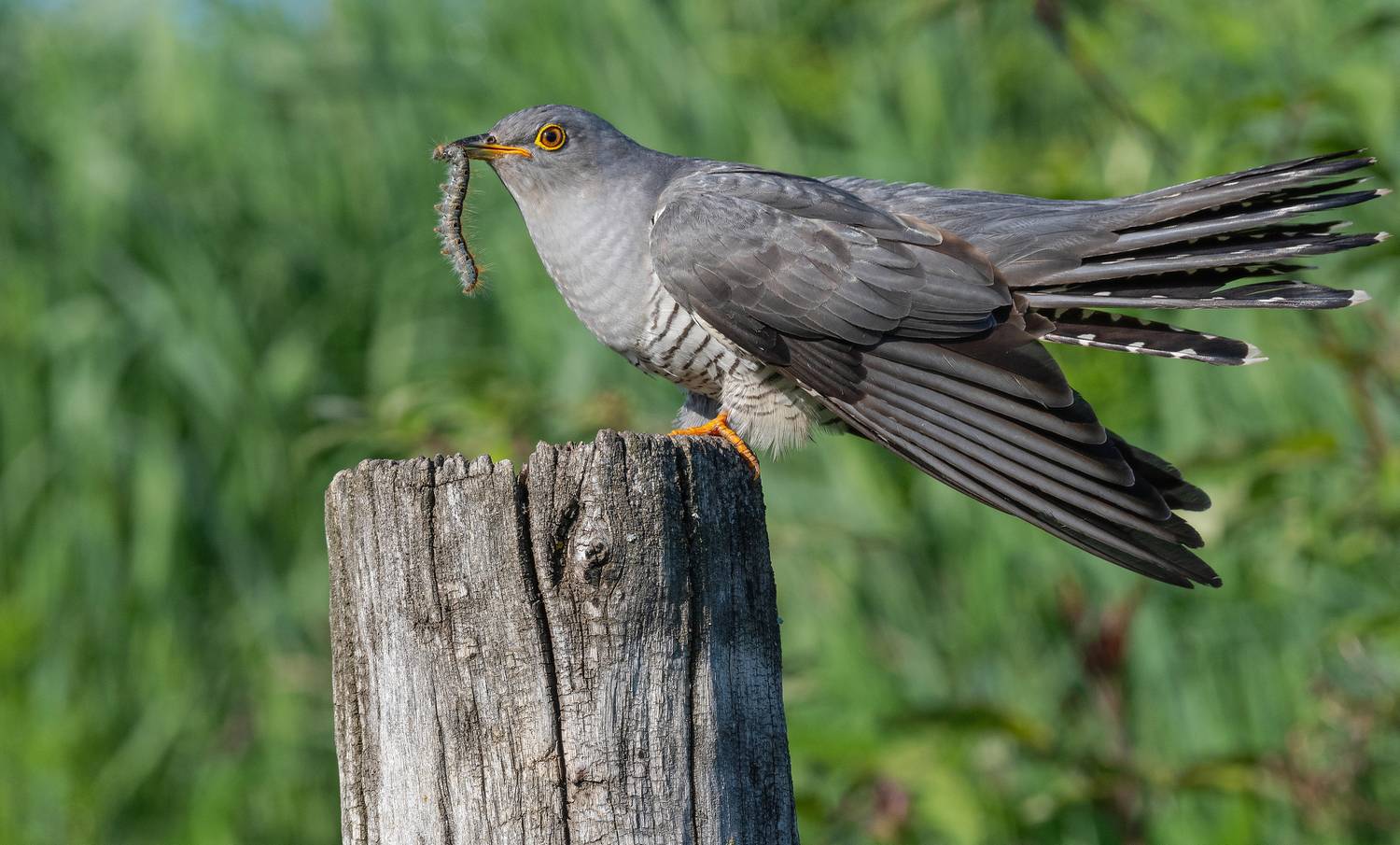 птицы, кукушка, фотоохота, природа, весна, лето, гусеница, Сигушин Руслан