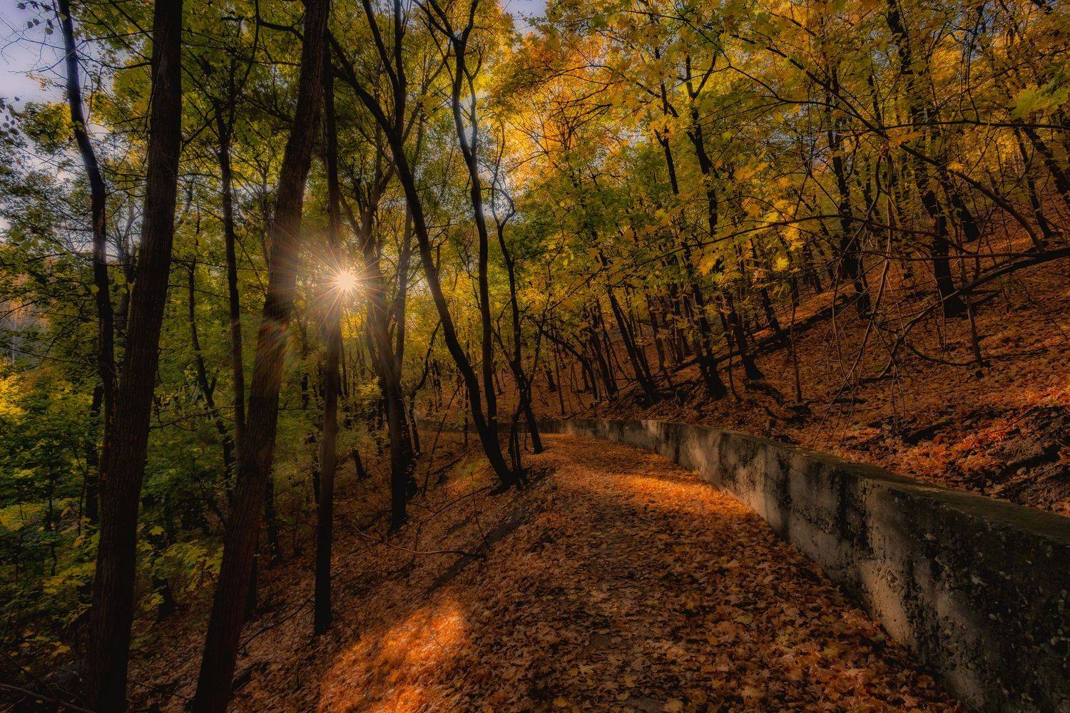 лес, осень, краски осени, саратов, природа, Подосинников Максим