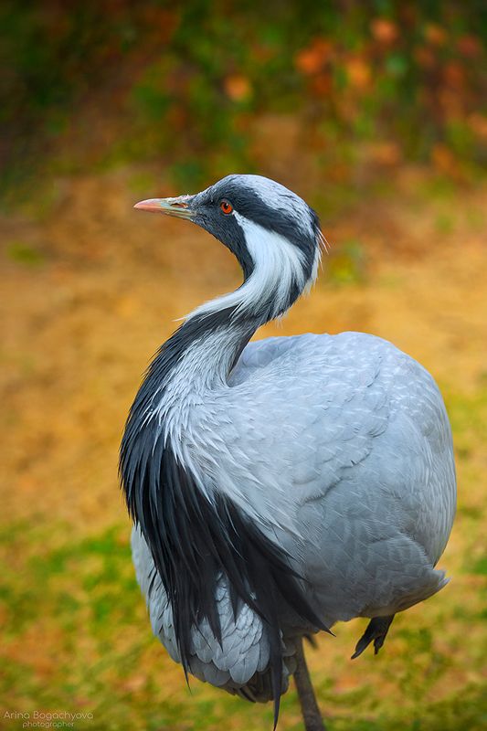 Журавль-красавка (лат. Anthropoides virgo) фото превью