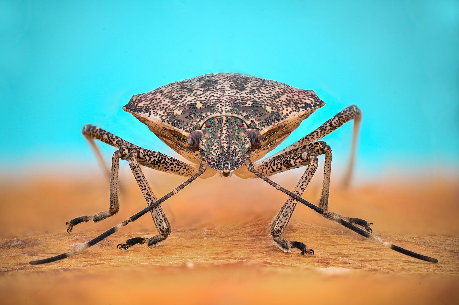 ceclii, macro, Ganev Tsvetan