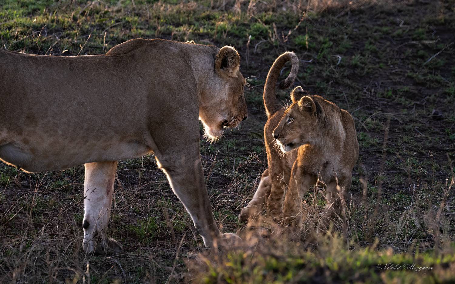 , Николай Мозгунов