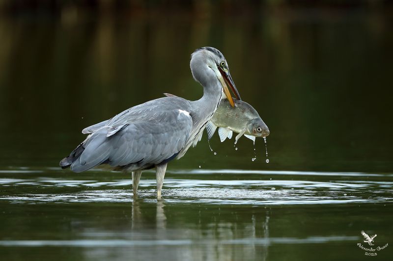 серая цапля. Хорош улов. фото превью