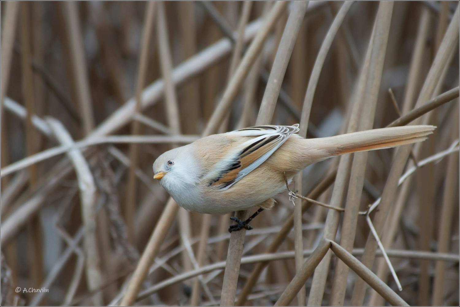 птица,синица,самка,,усатая,опасность,сверху, Александр Чувилин