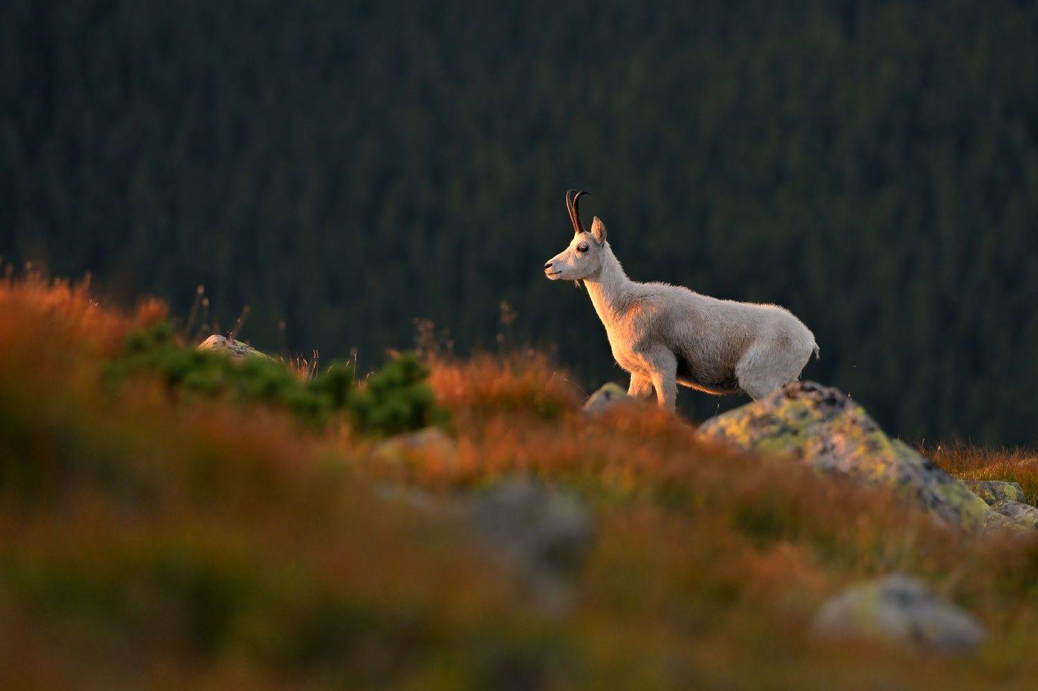 wildlife, nature, chamois, tatras, rupicapra, Novak Lubomir